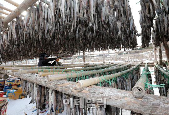 카톡서 번지는 '러시아 명태 괴담'..사실은?