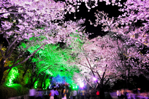 이랜드 이월드, 올해 첫 벚꽃축제 연다