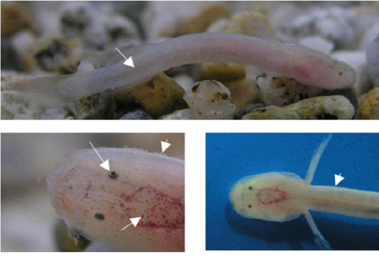 제주 용천동굴서 `세계적 희귀 어류` 확인                                                                                                                                                                 