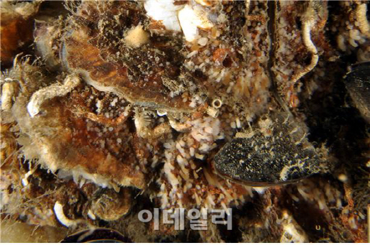 해파리 '발본색원'