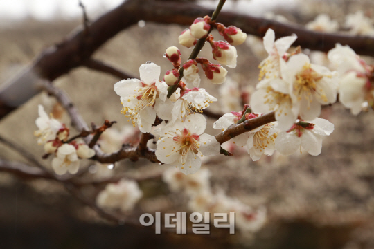 노랗고 하얀 꽃잎에 황홀…섬진강변에 깃든 '봄의 전령'