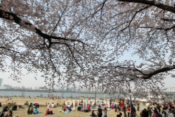  용인 벚꽃축제 등 지자체들 각종 '축제 취소' 줄이어
