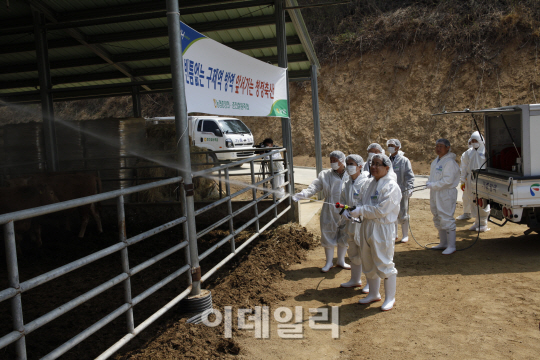 [포토]북한 구제역, 휴전선에서 막는다