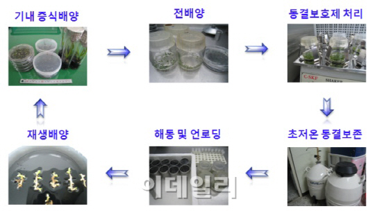 멸종위기식물 한란, 동결후 재생 성공..‘국내 최초’