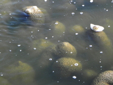 영산강 큰빗이끼벌레 확산, 호수 외래종이 어떻게 강에..