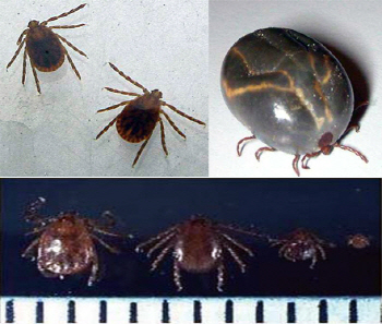 야생 진드기 물린 60대 끝내 숨져..`흡혈` 막는게 최선