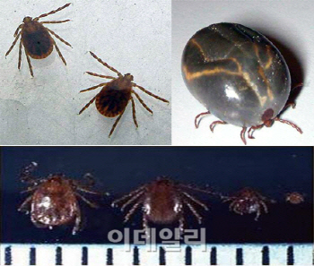 살인 진드기, 전주천 산책로서 발견..피하는 것이 최선