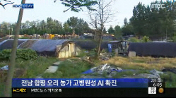 '함평 AI' 7월 발병이 이례적인 이유, 닭·돼지 살처분 규모