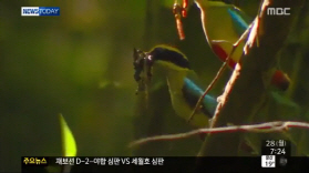 국내 최대 팔색조 번식지는 제주, 산란수와 번식 성공률