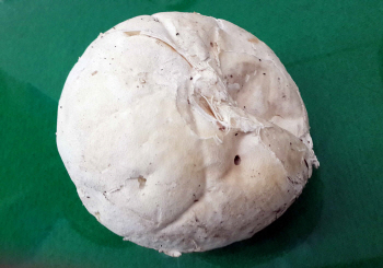 '희귀종' 댕구알버섯 발견...효능과 가격 살펴보니