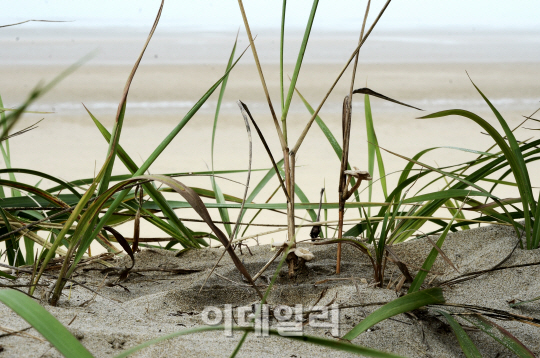  드넓은 바다를 배경삼은 `모래선녀버섯`                                                                                                                                                            