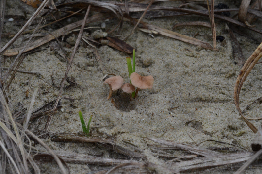 해변가 모래밭 한켠에 자리잡은 `모래선녀버섯`                                                                                                                                                     