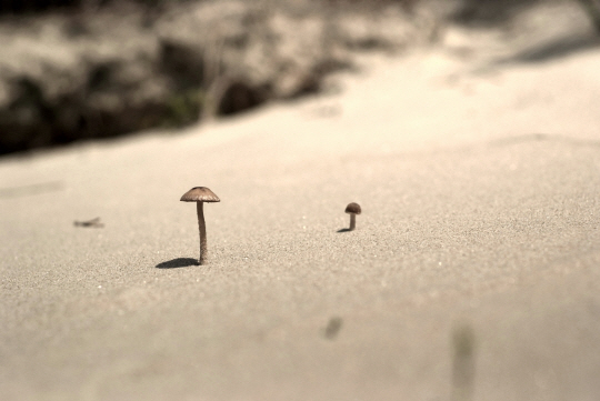  `백사장눈물버섯` 홀로 외롭지 않게                                                                                                                                                                