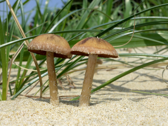  모래에서 자라는 신기한 `백사장눈물버섯`                                                                                                                                                          