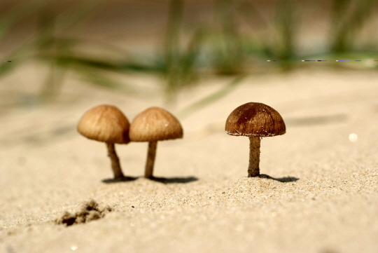  `백사장눈물버섯` 해변가 모래에서 불쑥                                                                                                                                                            