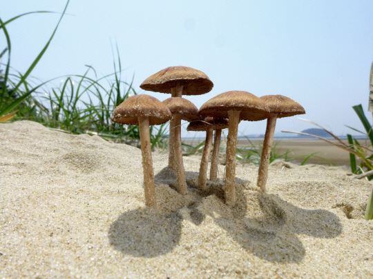  옹기종기 모여있는 `백사장눈물버섯`                                                                                                                                                               