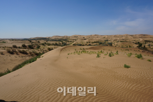 [르포]'황사' 발원지 쿠부치사막에 녹색 장벽을 세우다