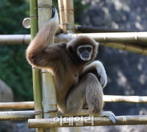 올해 서울대공원 동물 135마리 폐사…40%멸종위기종