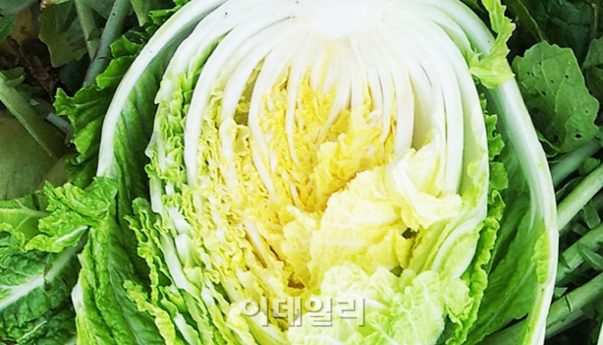 배추 10만톤 단계적 시장격리.."풍작에 따른 가격급락 우려"