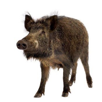 멧돼지 두 마리 도심 출현..경찰 15분만에 사살