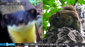 속리산 하늘다람쥐 서식, 상징적 깃대종 확인의 의미