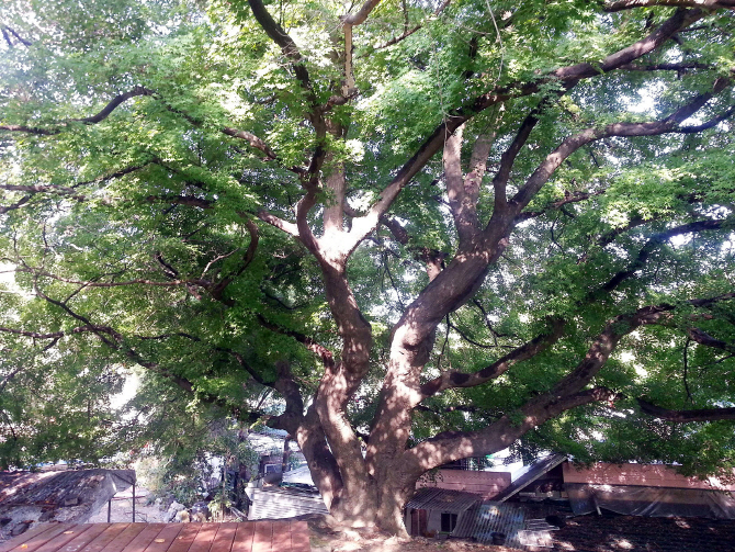 [포토] '보호수'로 지정된 대전 식장산 단풍나무