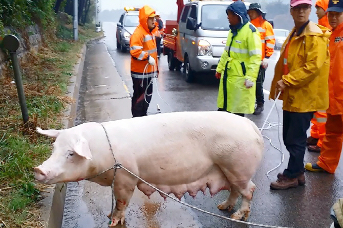 200kg 돼지, 80km로 달리던 트럭에서 뛰어내렸지만 `멀쩡`