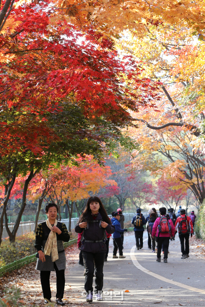 [포토]절정 이른 관악산 단풍의 유혹