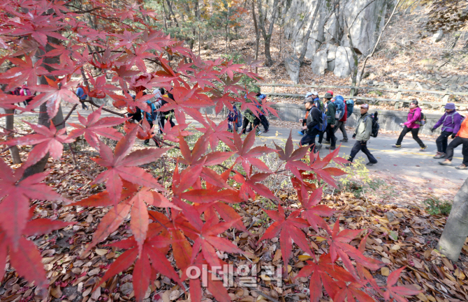 [포토]아름다운 가을단풍