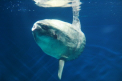 개복치 특징, 최대 2톤까지 나가는 거대 물고기 '예민'