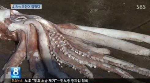 日 어부, 7.6m 대왕오징어 포획