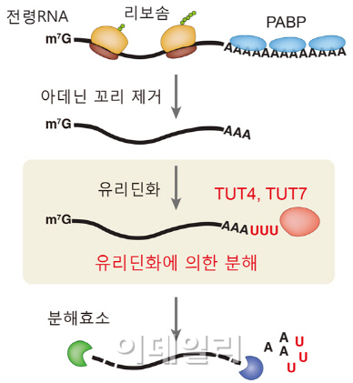 단백질 만드는 전령리보핵산의 분해 메커니즘 규명