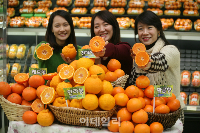 [포토]농협유통, 국산 오렌지류 소비촉진에 나서