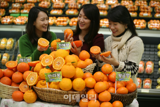 [포토]농협유통, 국산 오렌지류 소비촉진에 나서