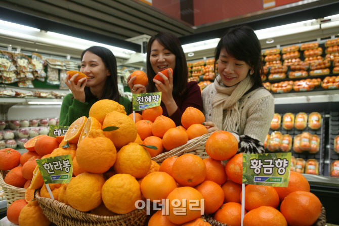 [포토]농협유통, 국산 오렌지류 소비촉진에 나서