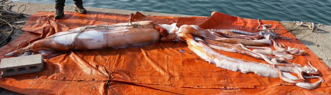 [포토] 사람보다 큰 대형오징어 '바다에서 만났더라면.. '