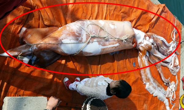 길이만 8m에 달하는 '대왕 오징어' 울산 앞바다서 발견