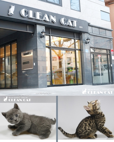 2015년 새해 반려동물 추천으로 여전히 클린캣 고양이분양 인기