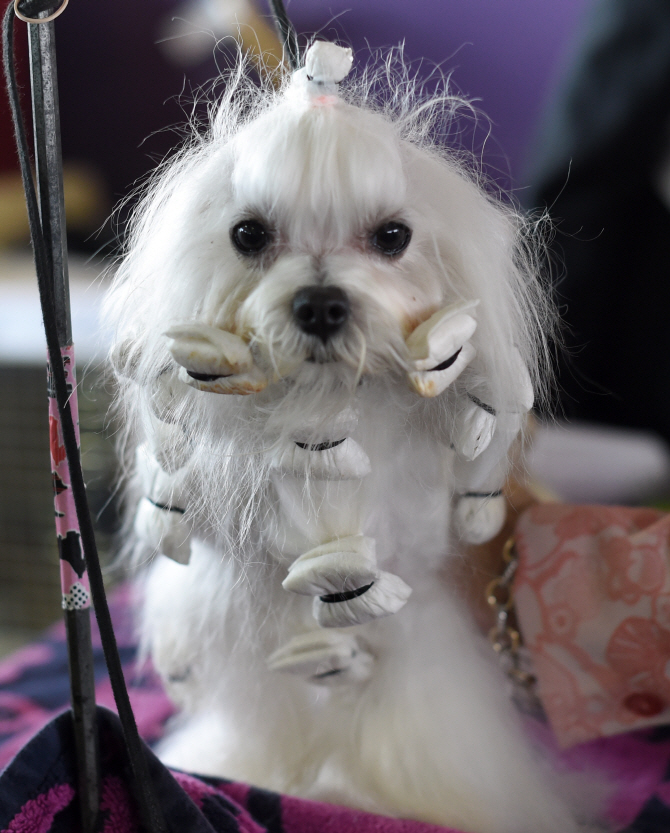 [포토]장식 끝낸 말티즈, 초롱초롱 눈빛