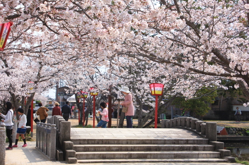 일본 사가현으로 벚꽃 여행 떠나요