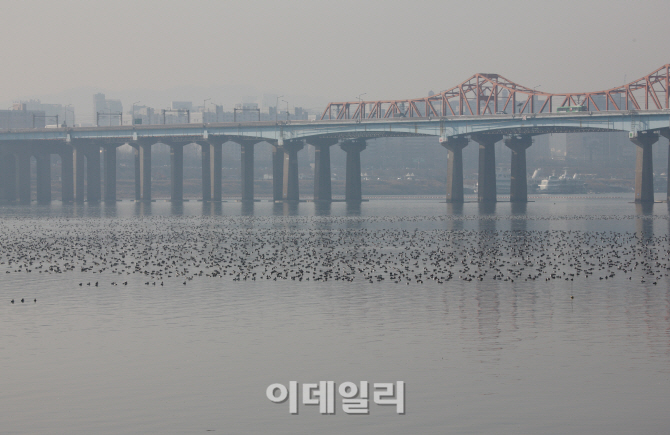 [포토]한강을 찾은 흰죽지·청둥오리 떼