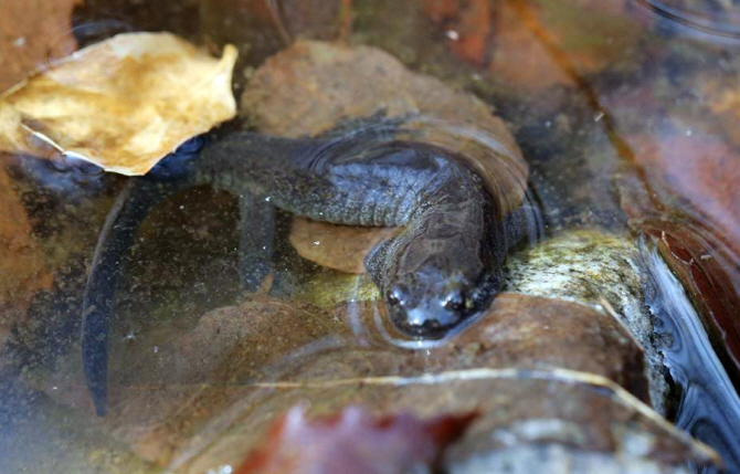 [포토] 겨울잠에서 깨어난 도롱뇽