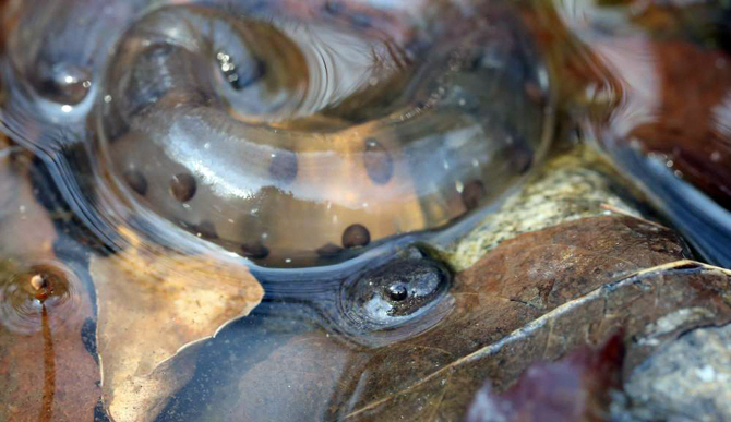 [포토] 겨울잠에서 깨어난 도롱뇽
