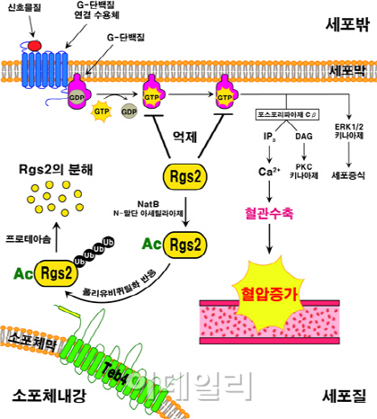 국내 연구진, 혈압조절 단백질의 제어기제 밝혀..고혈압 원인 찾는다