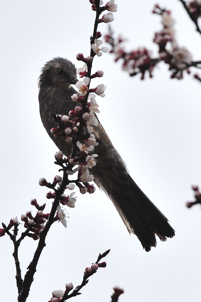 매화향에 취한 직박구리
