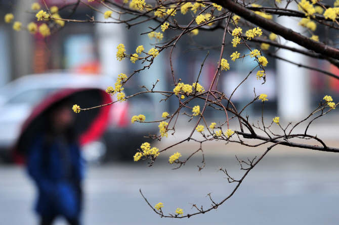 산수유 향 가득한 출근길