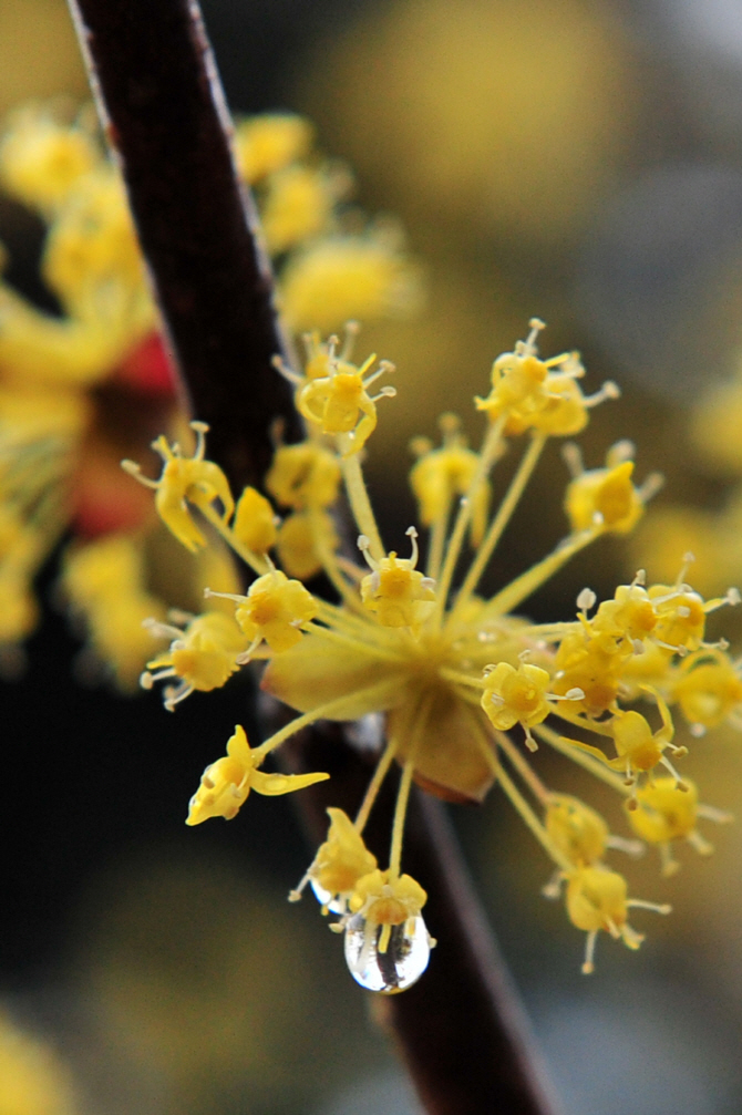 봄비에 몸 단장하는 산수유