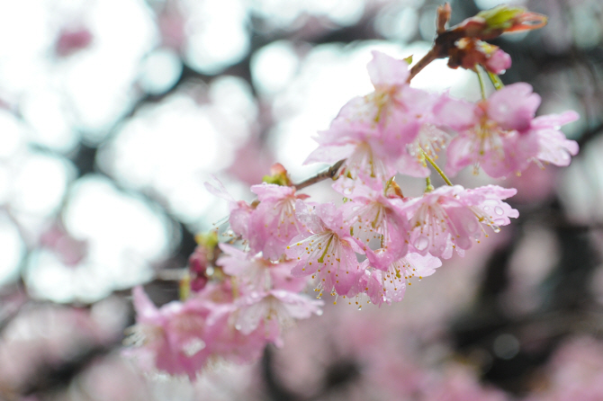 봄비 머금은 벚꽃
