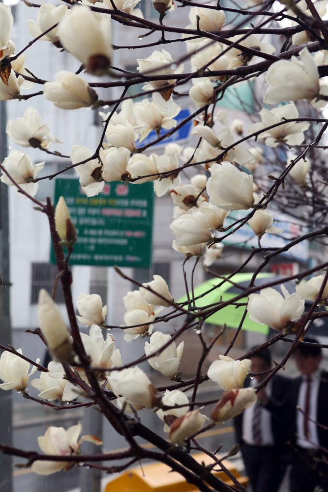 [포토] 봄소식 전하는 목련