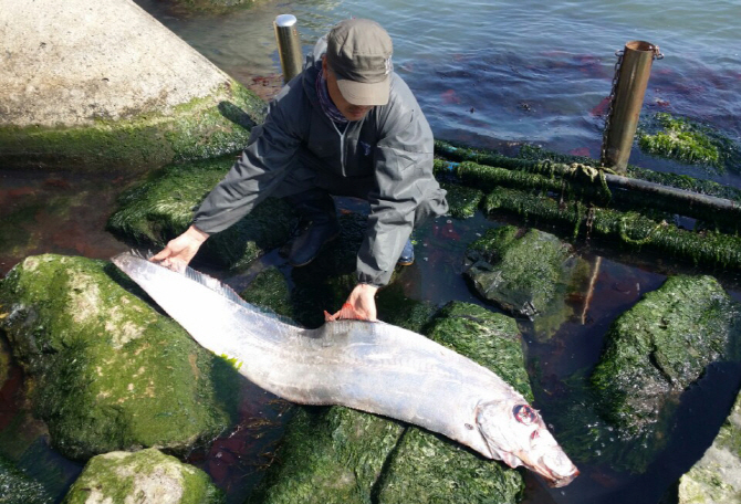 울산서 심해어류 `산갈치` 잡혀..길이 183cm에 너비 30cm